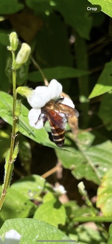 ผึ้งหลวง · Giant Honey Bee · Apis dorsata