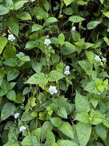 หญ้าใบพริก · African Coromandel · Asystasia intrusa