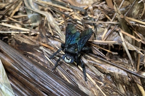 แมลงภู่เจาะไผ่ปีกเขียว · Green-winged Bamboo-Carpenter · Xylocopa nasalis