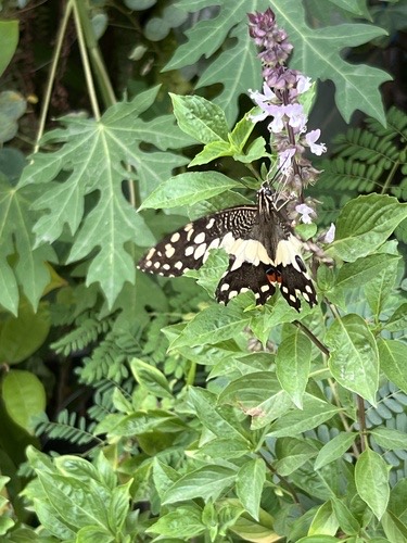 ผีเสื้อหนอนมะนาว · Lime Swallowtail · Papilio demoleus