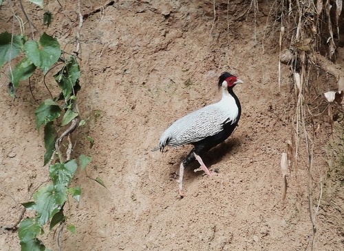 ไก่ฟ้าหลังขาว · Silver Pheasant · Lophura nycthemera
