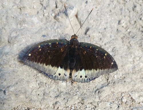 ผีเสื้ออ๊าชดุ๊คธรรมดา · Common Archduke · Lexias pardalis