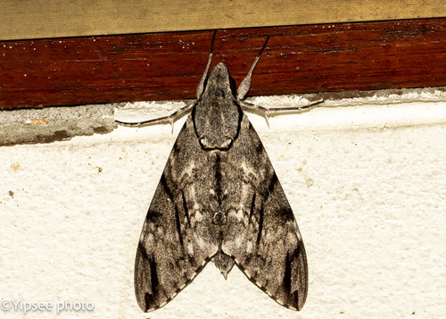 Plain grey hawkmoth · Psilogramma increta
