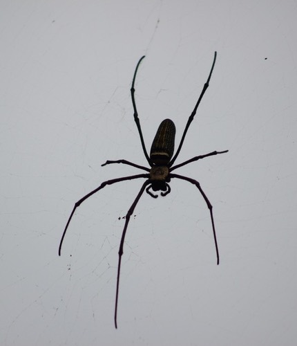 แมงมุมใยทองท้องขนาน · Giant Golden Orbweaver · Nephila pilipes