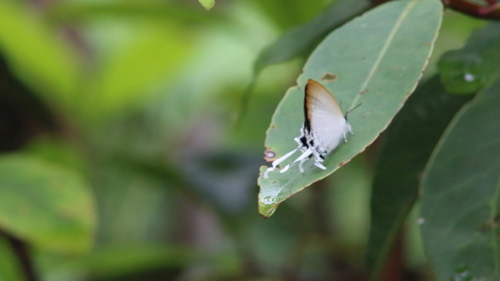 ผีเสื้อขาวหางริ้ว · Common Imperial · Cheritra freja
