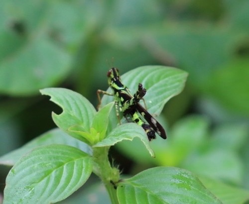 ตั๊กแตนลิงจุดเชื่อม · Conjoined Spot Monkey-grasshopper · Erianthus serratus