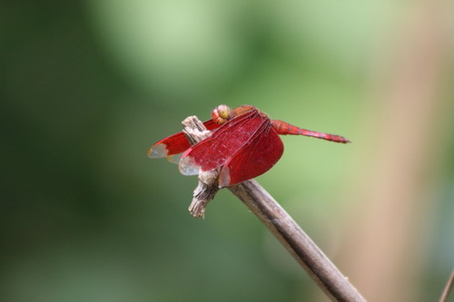 แมลงปอบ้านใหม่กลม · Russet Percher · Neurothemis fulvia