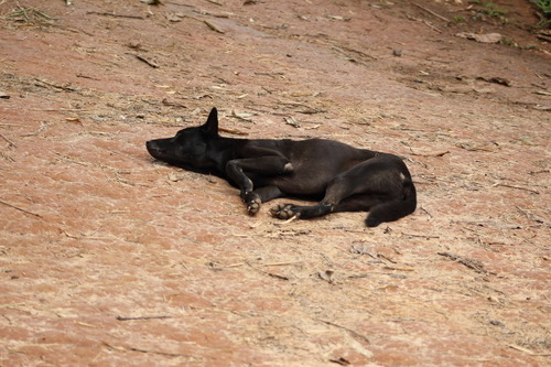 หมาบ้าน · Domestic Dog · Canis familiaris