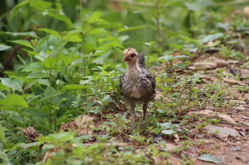 ไก่ป่า · Red Junglefowl · Gallus gallus