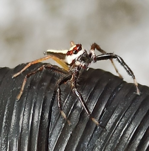 แมงมุมกระโดดหัวแหวนทับทิม · Two-striped Telamonia · Telamonia dimidiata
