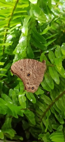 ผีเสื้อสายัณห์สีตาลธรรมดา · Common Evening Brown · Melanitis leda
