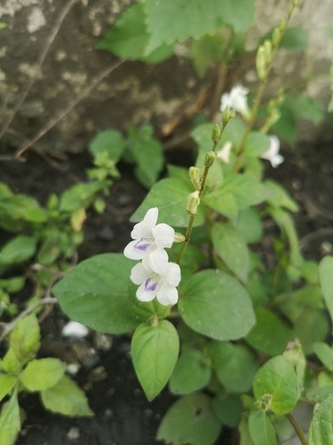 หญ้าใบพริก · African Coromandel · Asystasia intrusa