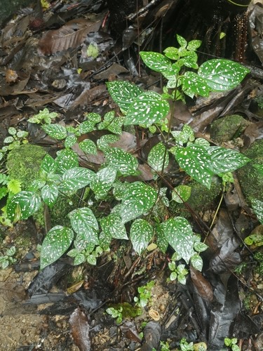 ละอองดาว · Polka Dot Plant · Hypoestes phyllostachya