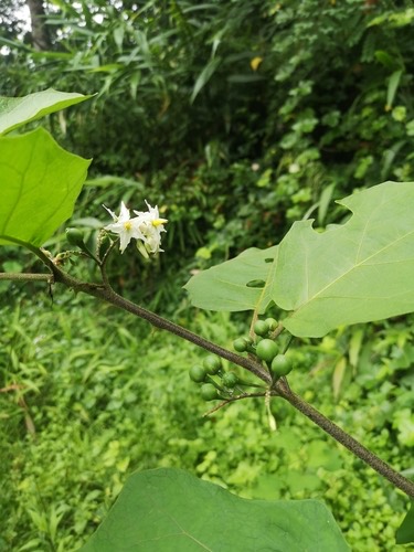 มะเขือพวง · Turkey Berry · Solanum torvum
