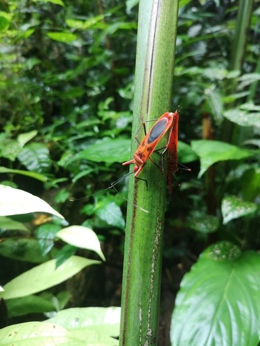มวนท้องยาว · Macrocheraia grandis