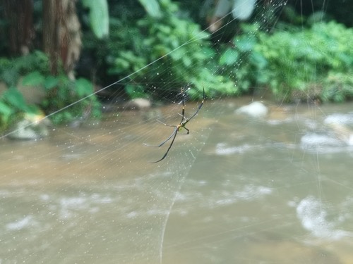 แมงมุมใยทองท้องขนาน · Giant Golden Orbweaver · Nephila pilipes