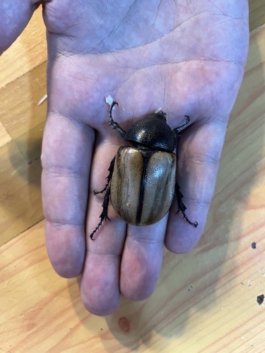 ด้วงกว่างซางเหนือ · five-horned Rhinoceros Beetle · Eupatorus gracilicornis