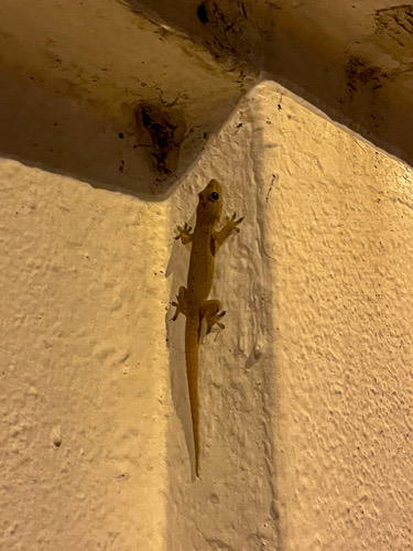 จิ้งจกบ้านหางหนาม · Asian House Gecko · Hemidactylus frenatus