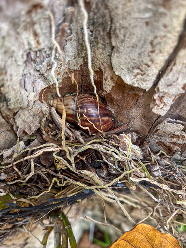หอยทากยักษ์แอฟริกา · African Giant Snail · Lissachatina fulica