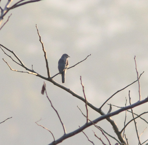 Oriental Cuckooshrike · Coracina javensis