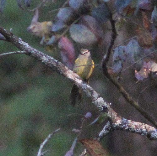 นกปรอดหัวตาขาว · Flavescent Bulbul · Pycnonotus flavescens