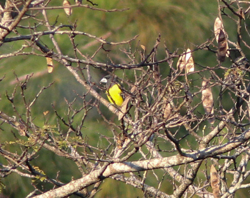 นกกระติ๊ดใหญ่ปีกลาย · Spot-winged Grosbeak · Mycerobas melanozanthos