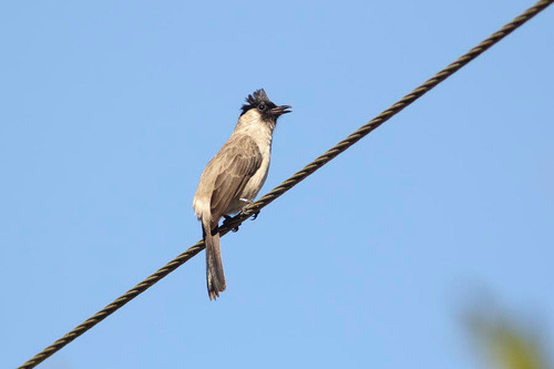 นกปรอดหัวสีเขม่า · Sooty-headed Bulbul · Pycnonotus aurigaster