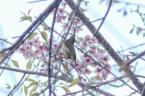 นกปลีกล้วยลาย · Streaked Spiderhunter · Arachnothera magna