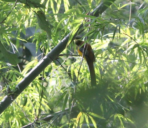 นกขุนแผนอกสีส้ม · Orange-breasted Trogon · Harpactes oreskios