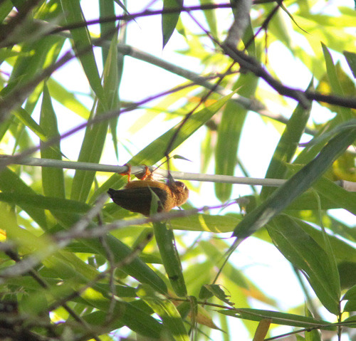 นกหัวขวานจิ๋วคิ้วขาว · White-browed Piculet · Sasia ochracea