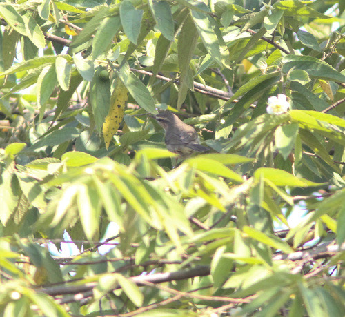 นกกระจิ๊ดสีคล้ำ · Dusky Warbler · Phylloscopus fuscatus