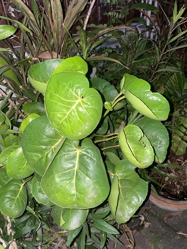 เล็บครุฑ · shield aralia · Polyscias scutellaria