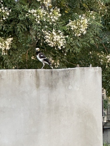 นกกิ้งโครงคอดำ · Black-collared Starling · Gracupica nigricollis