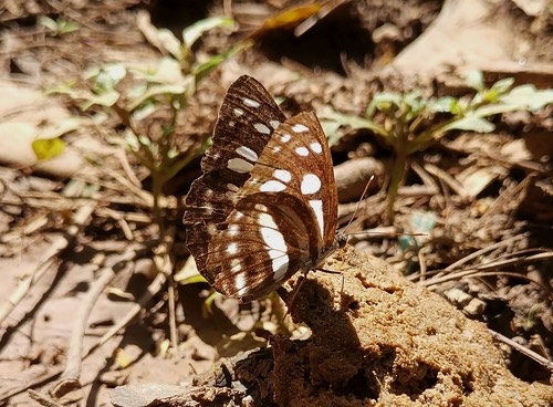 ผีเสื้อกะลาสีเทาแถบสั้น · Short Banded Sailer · Phaedyma columella
