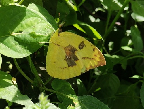 ผีเสื้อหนอนคูนธรรมดา · Lemon Migrant · Catopsilia pomona