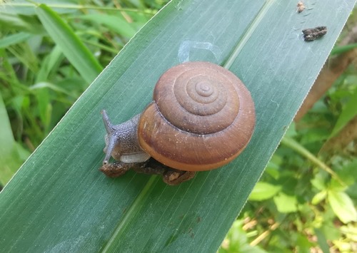 หอยทากสยาม · Siamese Common Snail · Sarika siamensis