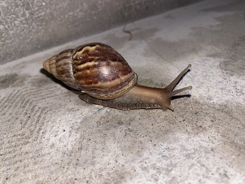 หอยทากยักษ์แอฟริกา · African Giant Snail · Lissachatina fulica