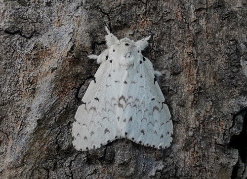 Lymantria plumbalis