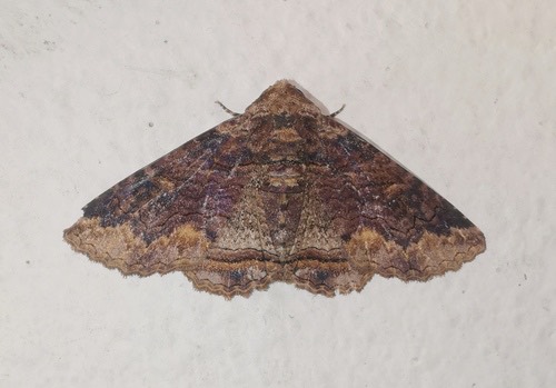 Poinciana Looper · Pericyma cruegeri