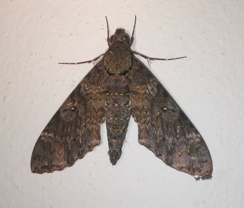 Meganoton nyctiphanes