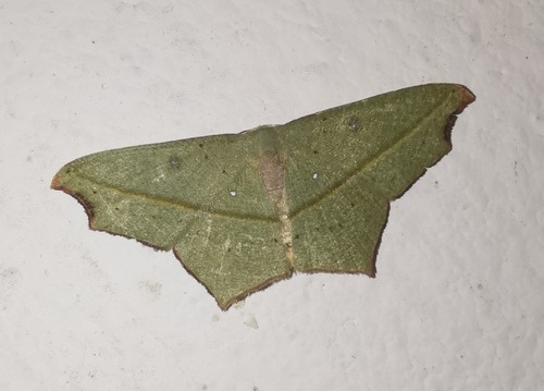 Asian Cross-lined Wave Moth · Traminda aventiaria