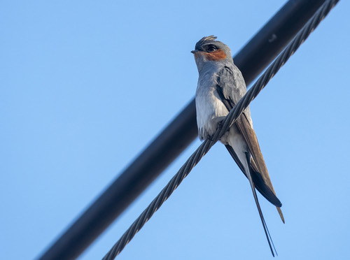นกแอ่นฟ้าหงอน · Crested Treeswift · Hemiprocne coronata