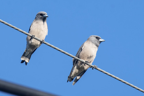 นกแอ่นพง · Ashy Woodswallow · Artamus fuscus