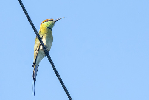 นกจาบคาเล็ก · Asian Green Bee-eater · Merops orientalis