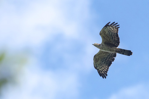 เหยี่ยวผึ้ง · Oriental Honey-buzzard · Pernis ptilorhynchus