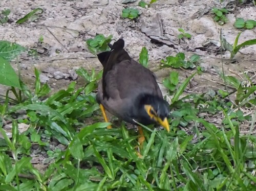 นกเอี้ยงสาริกา · Common Myna · Acridotheres tristis