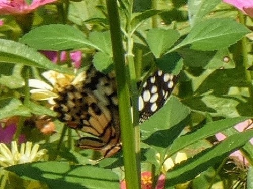ผีเสื้อหนอนมะนาว · Lime Swallowtail · Papilio demoleus