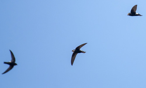 นกแอ่นบ้าน · House Swift · Apus nipalensis