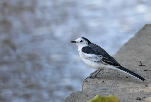 นกอุ้มบาตร · White Wagtail · Motacilla alba