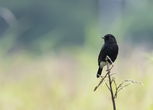 นกยอดหญ้าสีดำ · Pied Bushchat · Saxicola caprata